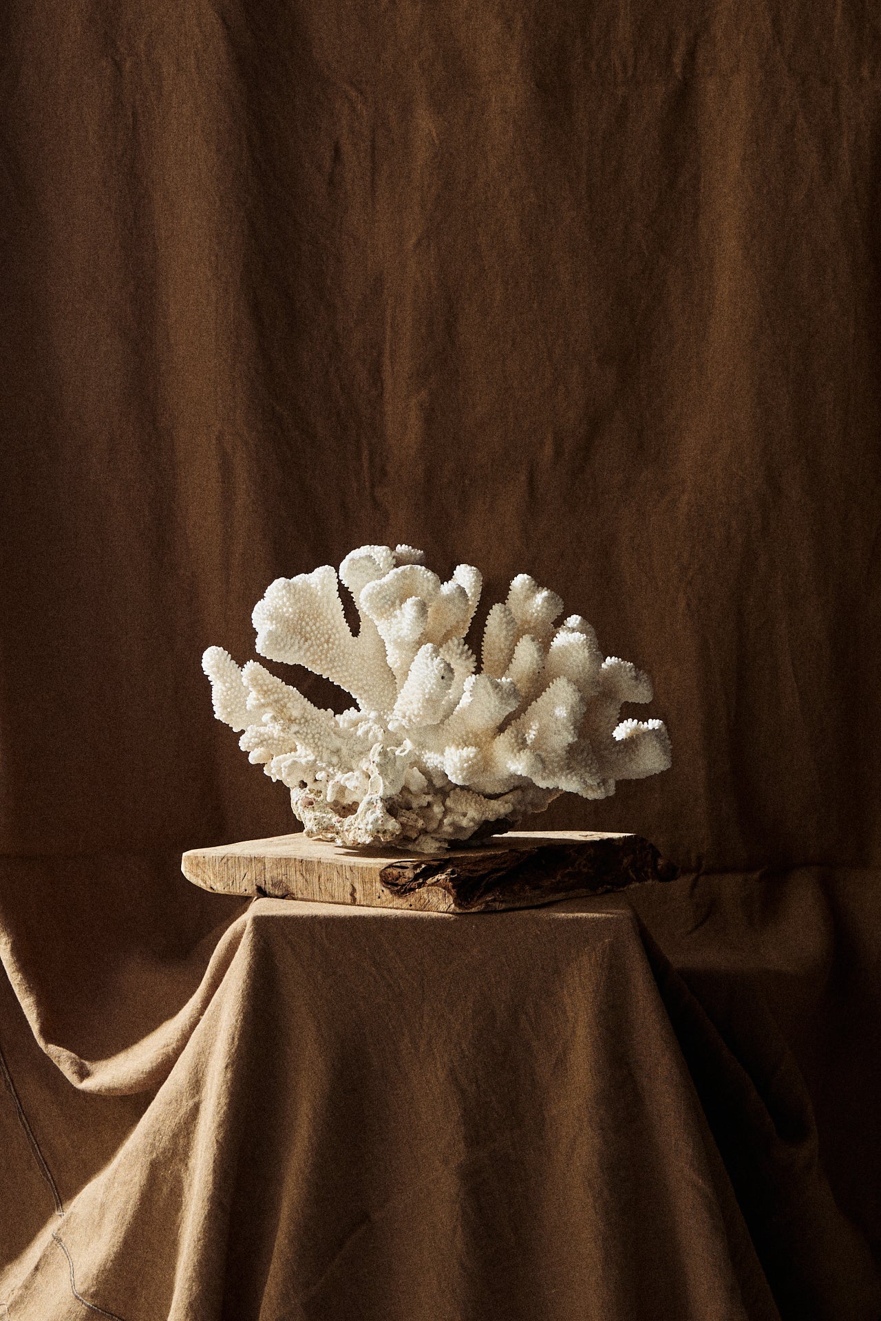 CORAL SOBRE PEANA DE MADERA | No.18