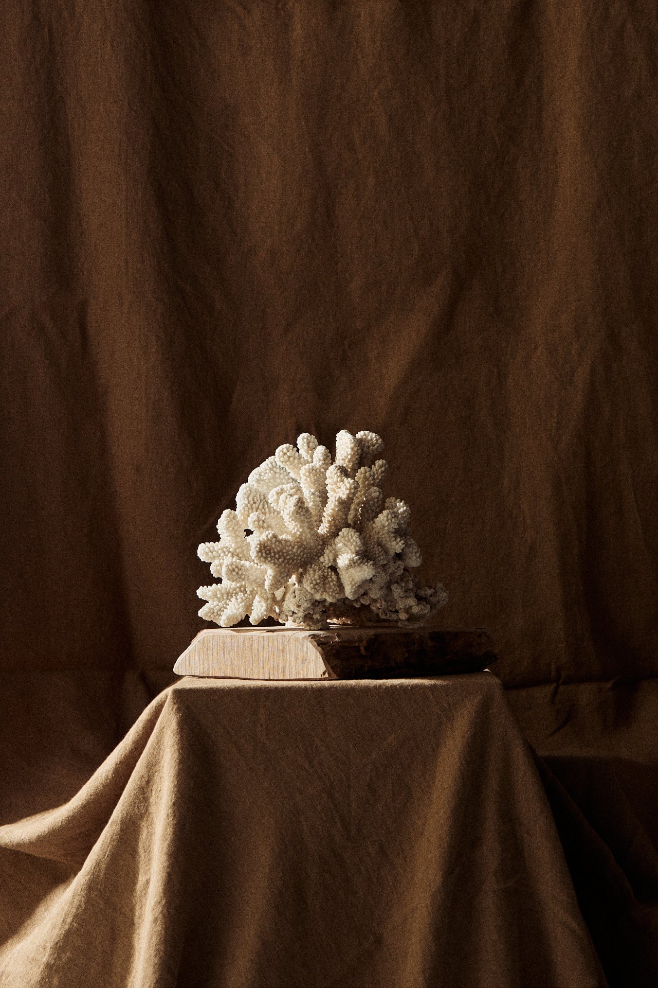 CORAL SOBRE PEANA DE MADERA | No.19