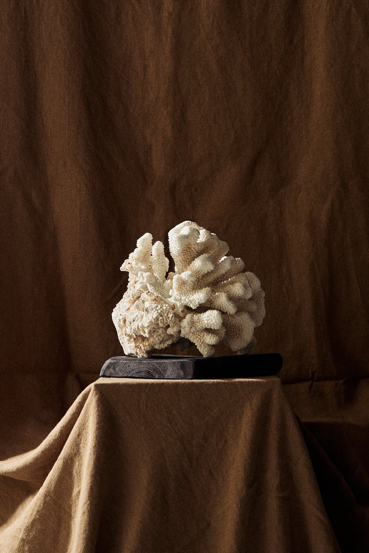 CORAL SOBRE PEANA DE MADERA | No.21