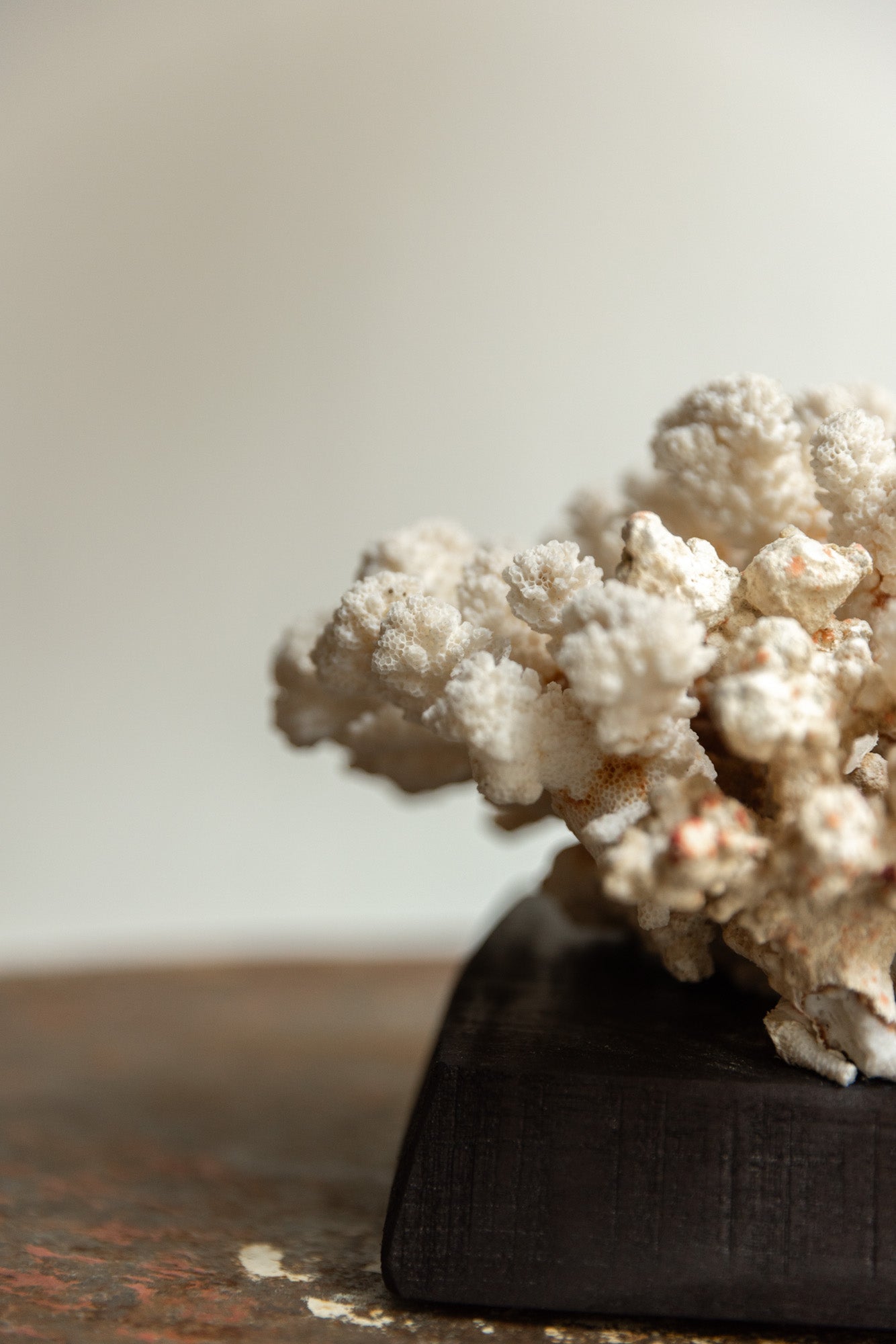 Coral Natural sobre Peana de Madera - 2