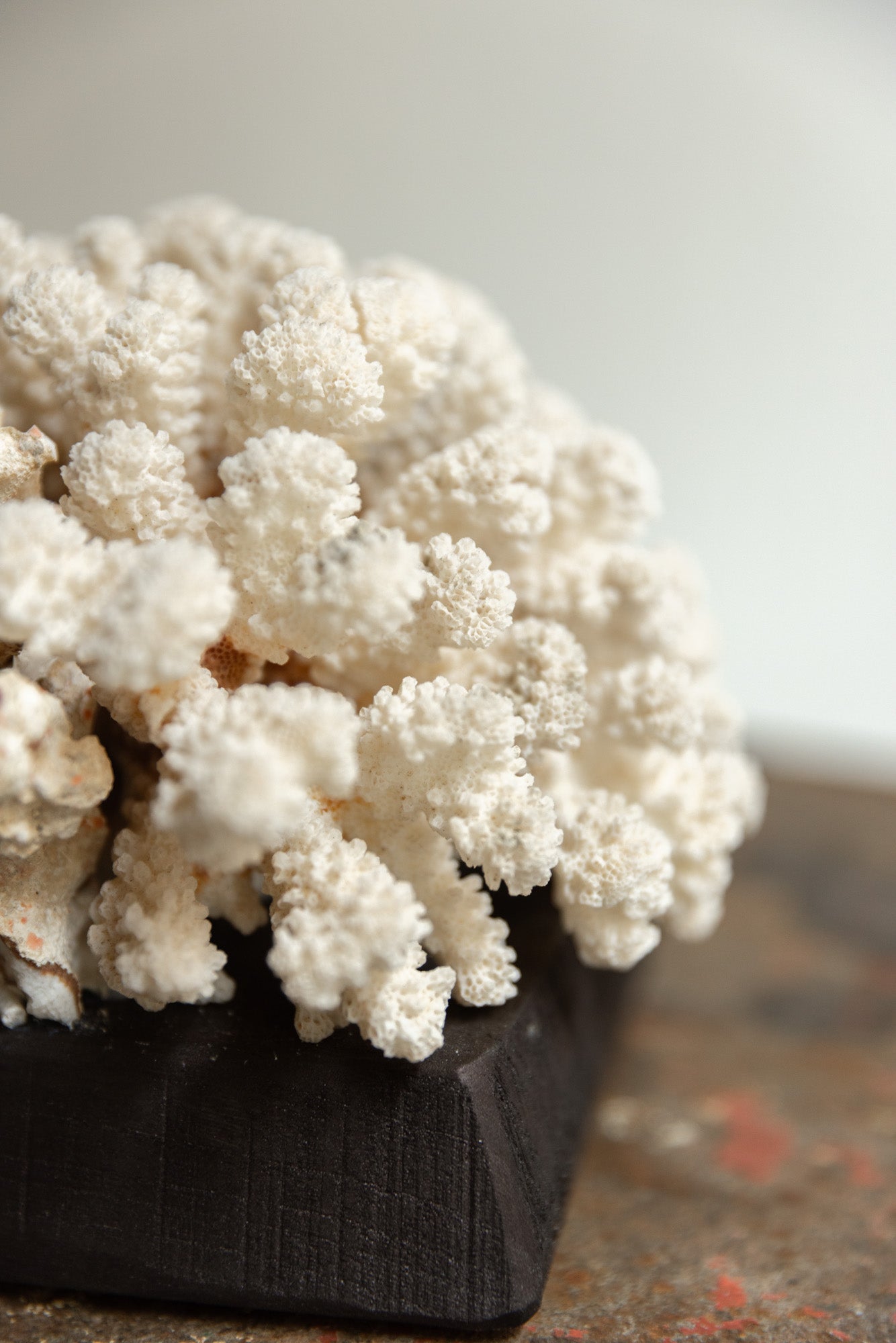 Coral Natural sobre Peana de Madera - 3