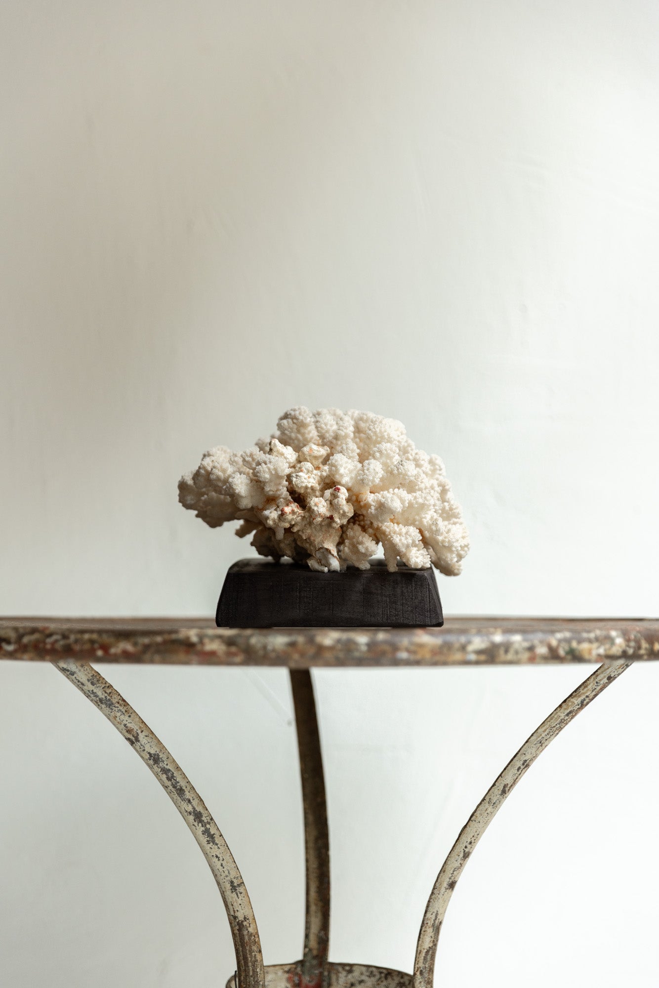 Coral Natural sobre Peana de Madera