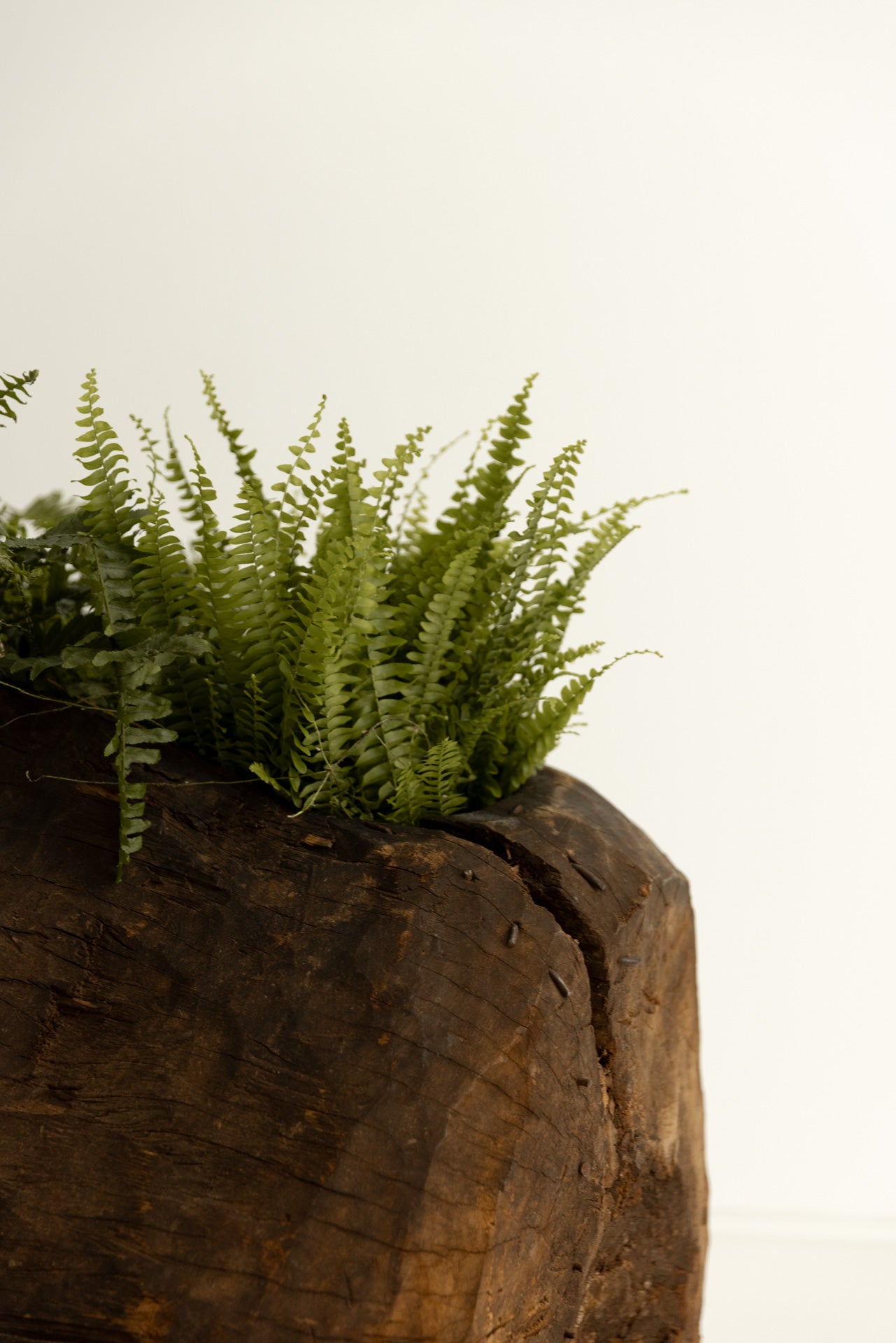 Tronco Gurague del Siglo XIX de Madera Maciza - 4