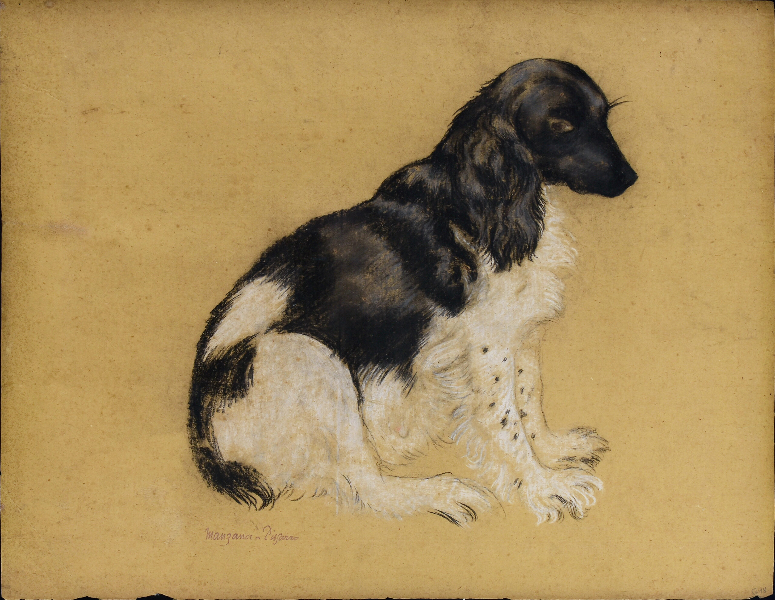 Manzana-Pissarro – Spaniel - Photo 2 of 3