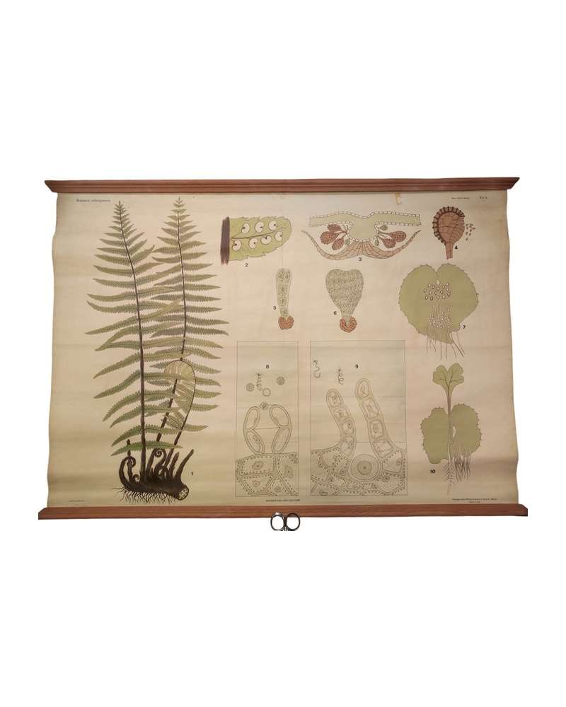 Botanical Poster Ferns Antonio Vallardi